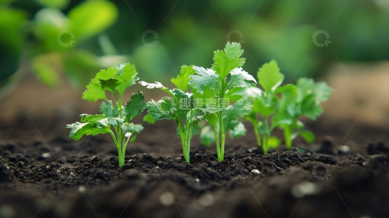 高清大图下载【趣麦麦图】电脑壁纸小苗秧3