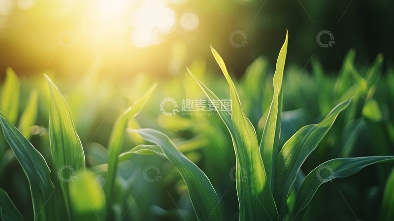 高清大图下载【趣麦麦图】阳光与小草