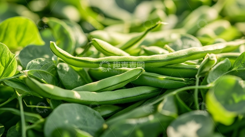 高清大图下载【趣麦麦图】豆类农产品果实豆角地3