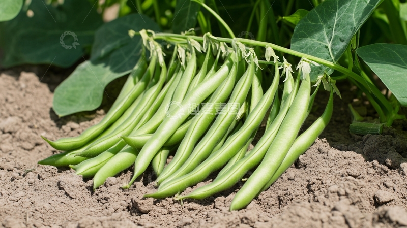 高清大图下载【趣麦麦图】豆类农产品果实豆角地