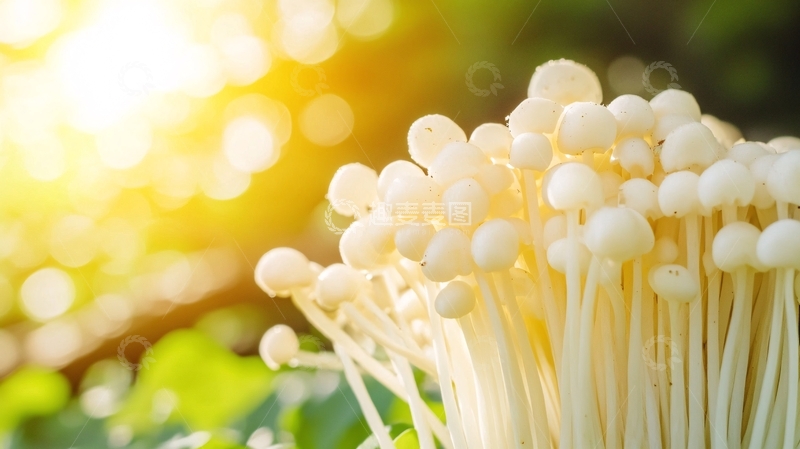 高清大图下载【趣麦麦图】高清蟹味菇1