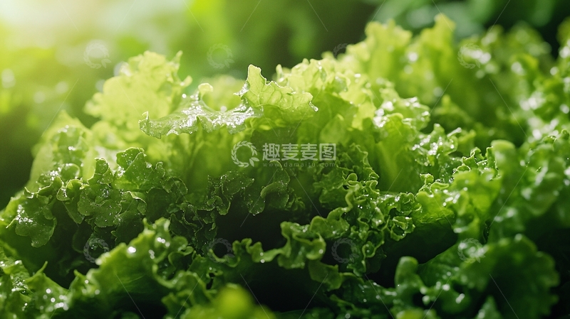 高清大图下载【趣麦麦图】生态种植生菜