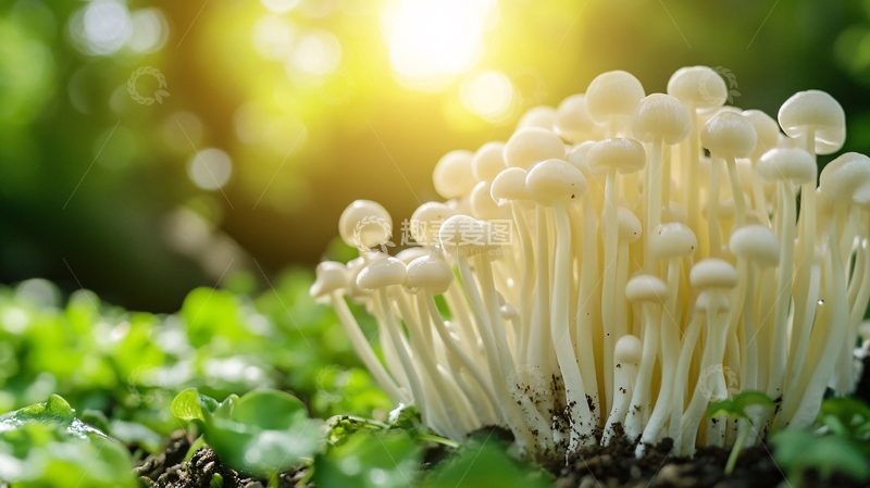 高清大图下载【趣麦麦图】高清蟹味菇