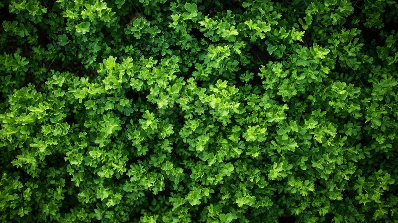 芫荽背景1