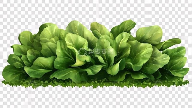 高清大图下载【趣麦麦图】插画生菜