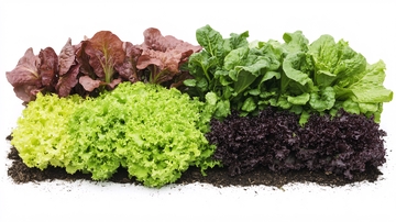 绿叶生菜蔬菜新鲜