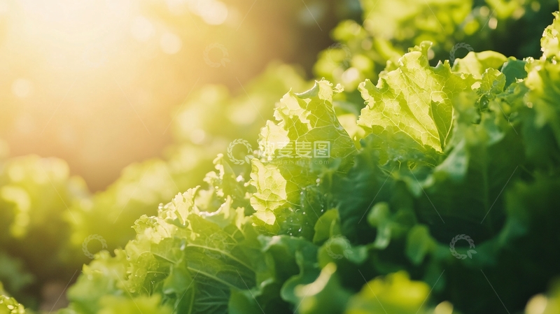 高清大图下载【趣麦麦图】阳光下的青菜3