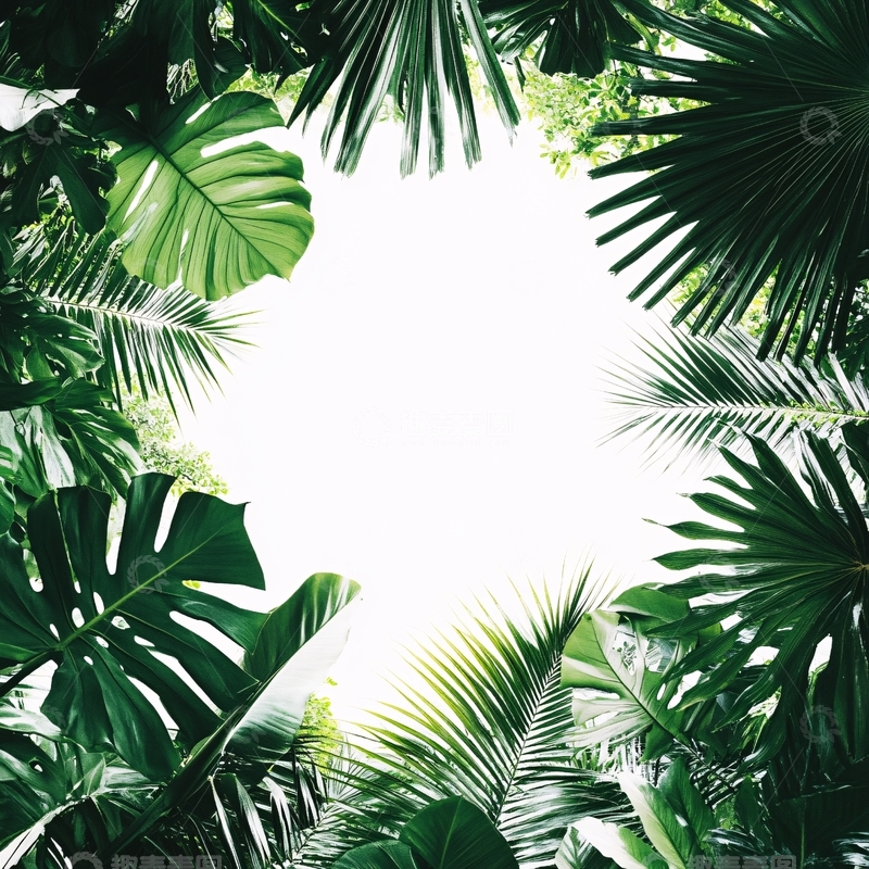 高清大图下载【趣麦麦图】棕榈叶边框