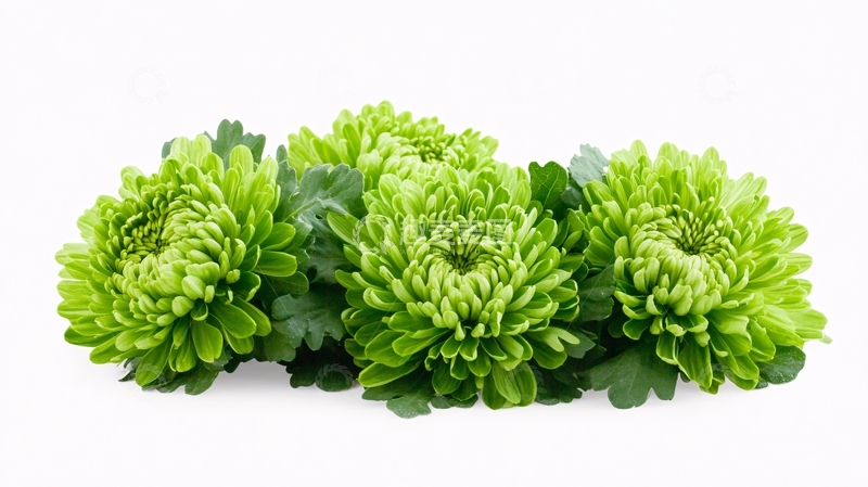 高清大图下载【趣麦麦图】高清菊花绿菊整体特写