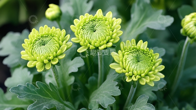 高清大图下载【趣麦麦图】球菊背景实拍