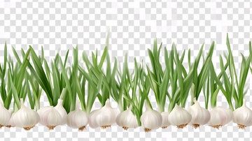 蒜苗绿色食材图
