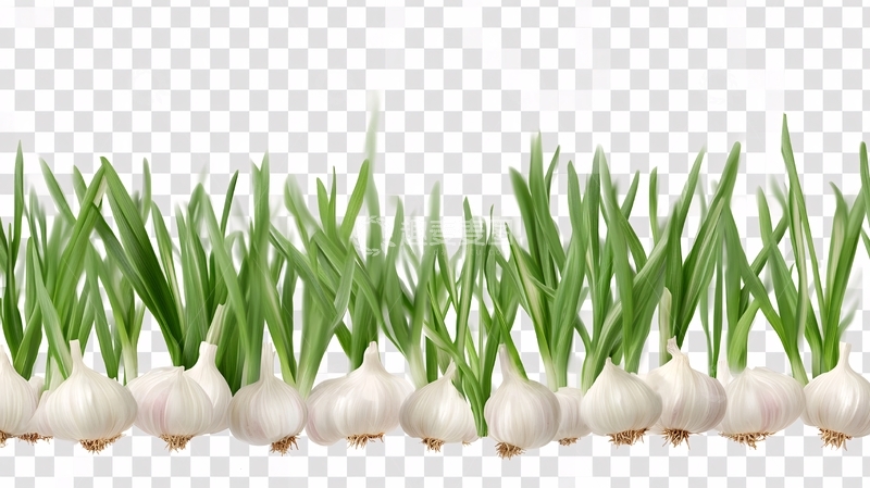 高清大图下载【趣麦麦图】-蒜苗绿色食材图