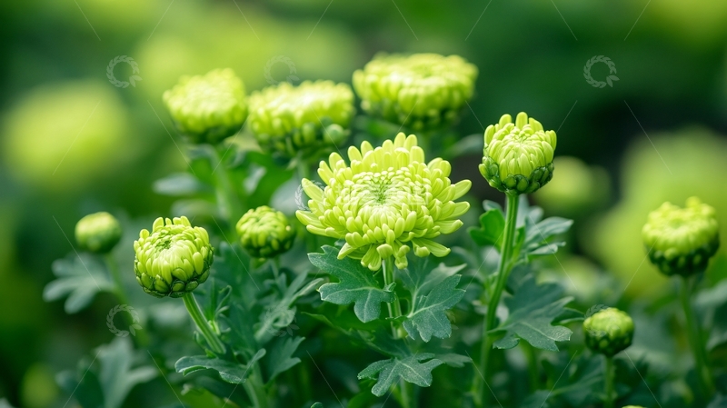 高清大图下载【趣麦麦图】绿色菊花菊