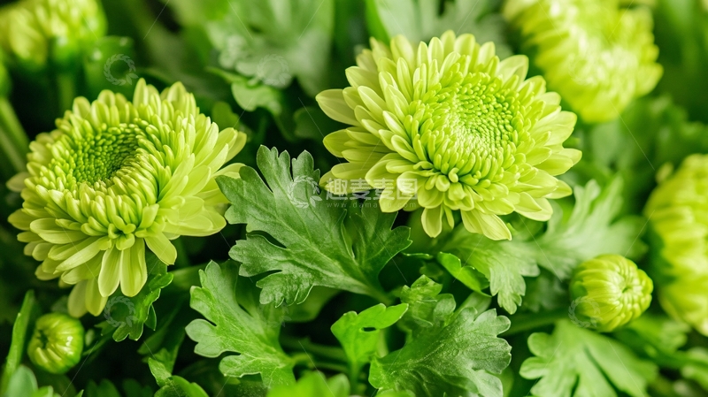 高清大图下载【趣麦麦图】绿色色菊花1