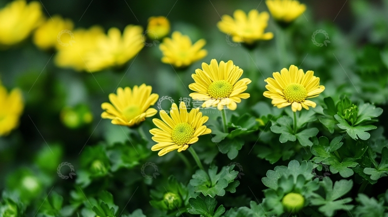 高清大图下载【趣麦麦图】小山菊背景图