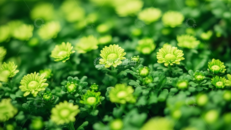 高清大图下载【趣麦麦图】菊花菜田间种植