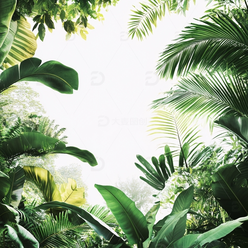 高清大图下载【趣麦麦图】热带雨林花草树木背景