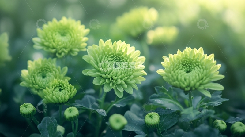 高清大图下载【趣麦麦图】绿色色菊花
