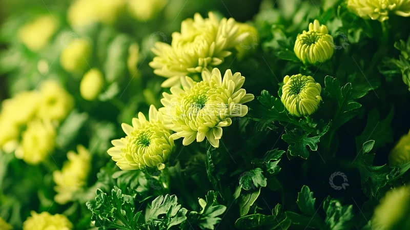 高清大图下载【趣麦麦图】秋菊背景实拍