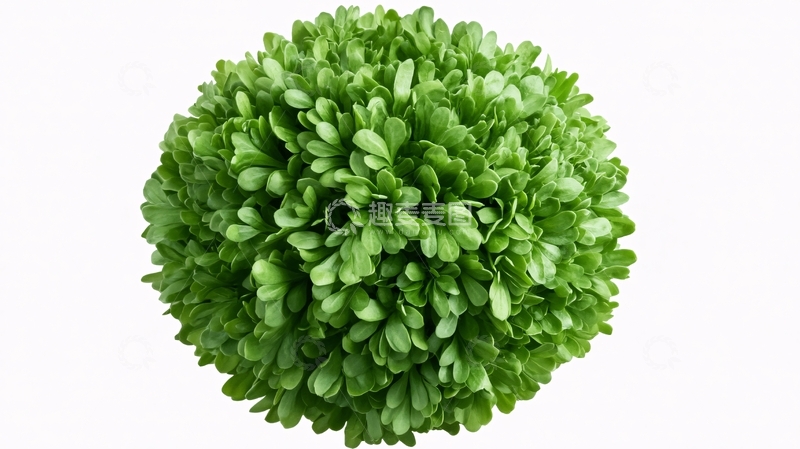 高清大图下载【趣麦麦图】绿圆球绿植