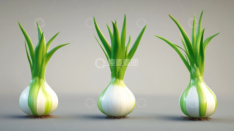 高清大图下载【趣麦麦图】葱的生长过程