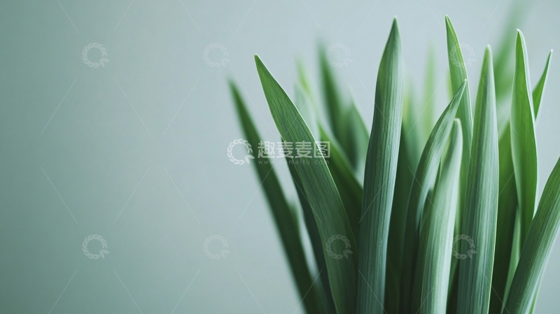 高清大图下载【趣麦麦图】高清植物壁纸