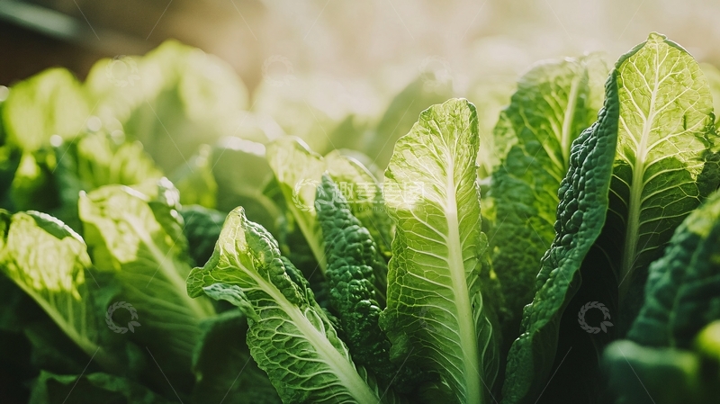 高清大图下载【趣麦麦图】阳光下的青菜8