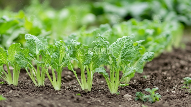 高清大图下载【趣麦麦图】芥菜种植
