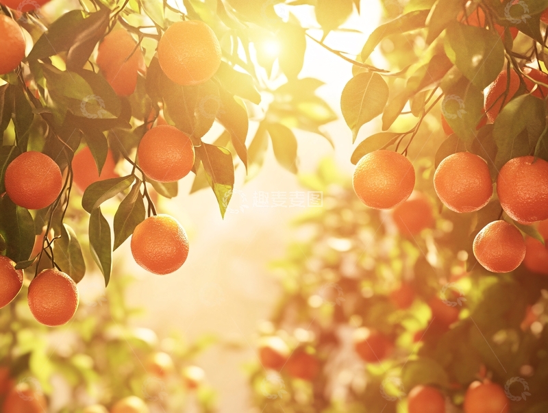 高清大图下载【趣麦麦图】阳光下的金桔1