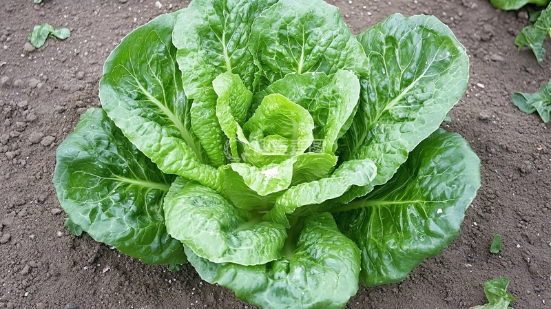 高清大图下载【趣麦麦图】厚皮菜种植