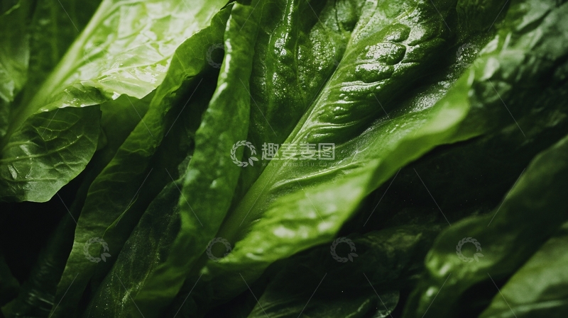 高清大图下载【趣麦麦图】菜叶微距