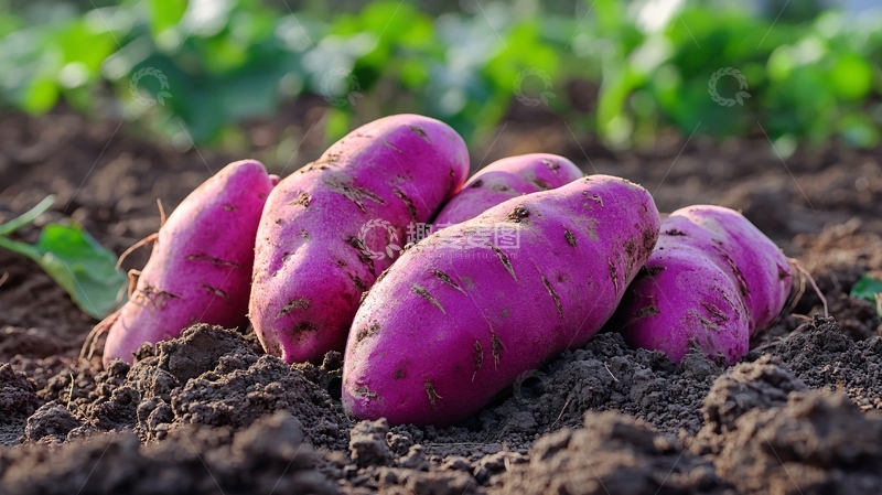 高清大图下载【趣麦麦图】高清紫薯背景3