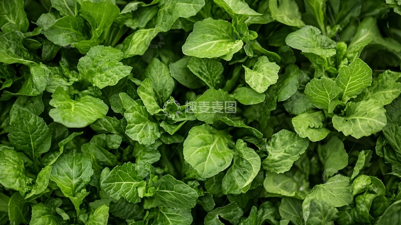 高清大图下载【趣麦麦图】冬季卷心菜特写