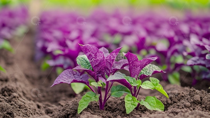 高清大图下载【趣麦麦图】红菜种植1