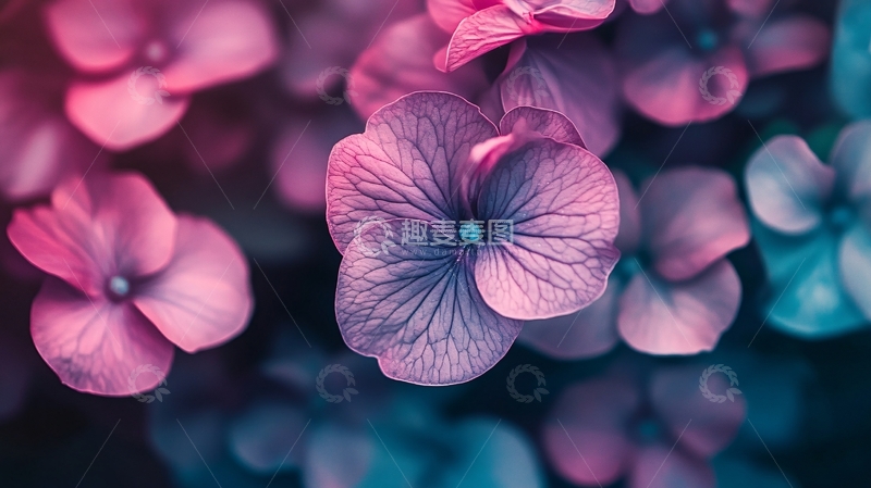 高清大图下载【趣麦麦图】炫彩花朵壁纸14