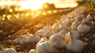 阳光下的大蒜头2