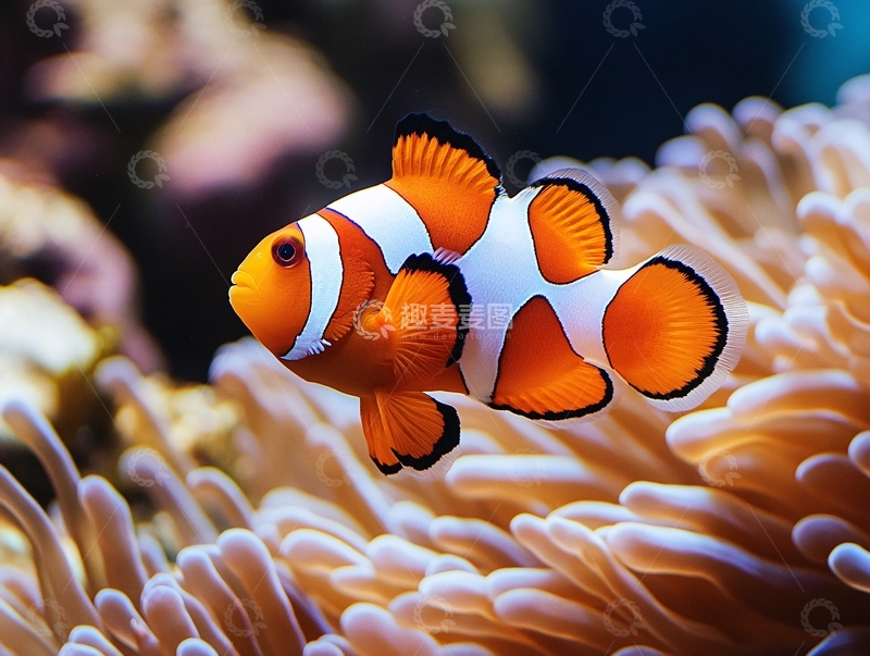 高清大图下载【趣麦麦图】小丑鱼海葵