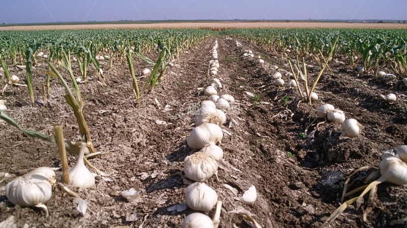 高清大图下载【趣麦麦图】洋葱种植基地