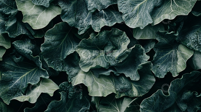 高清大图下载【趣麦麦图】菱角叶背景