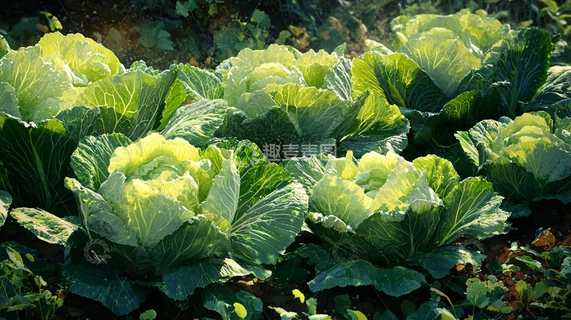 高清大图下载【趣麦麦图】白菜地霜降1