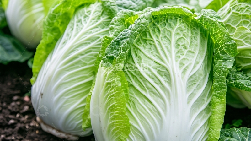 高清大图下载【趣麦麦图】白菜蔬菜高清作品10