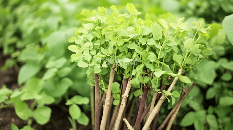 高清大图下载【趣麦麦图】甘草种植田