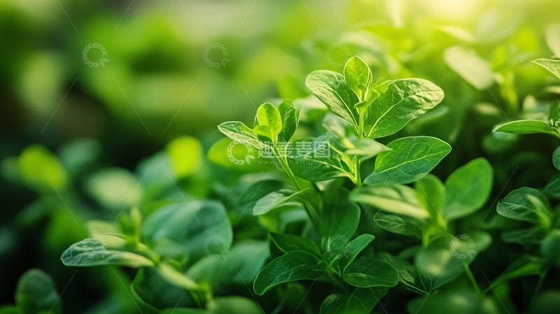 高清大图下载【趣麦麦图】电脑壁纸小苗秧14