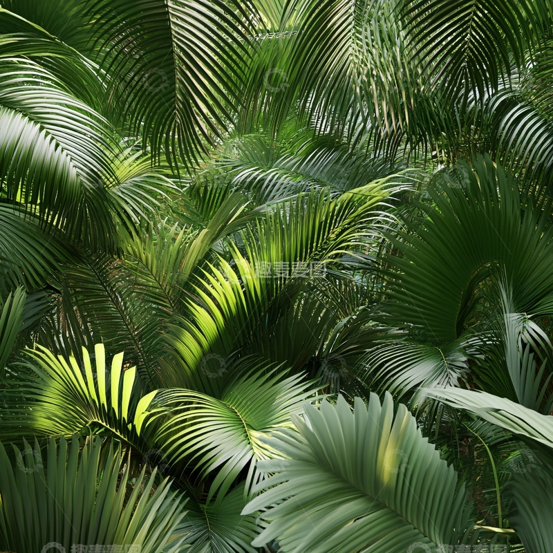 高清大图下载【趣麦麦图】园叶刺轴榈