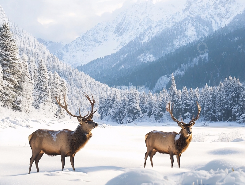 高清大图下载【趣麦麦图】麋鹿雪景