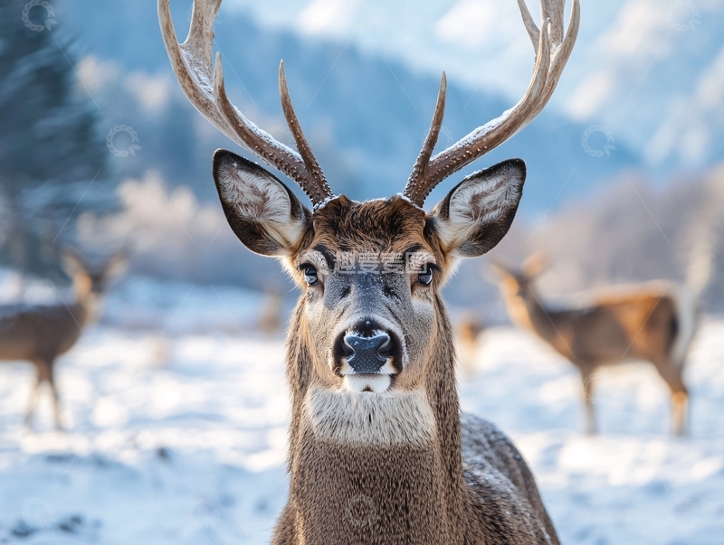 高清大图下载【趣麦麦图】冬天的梅花鹿