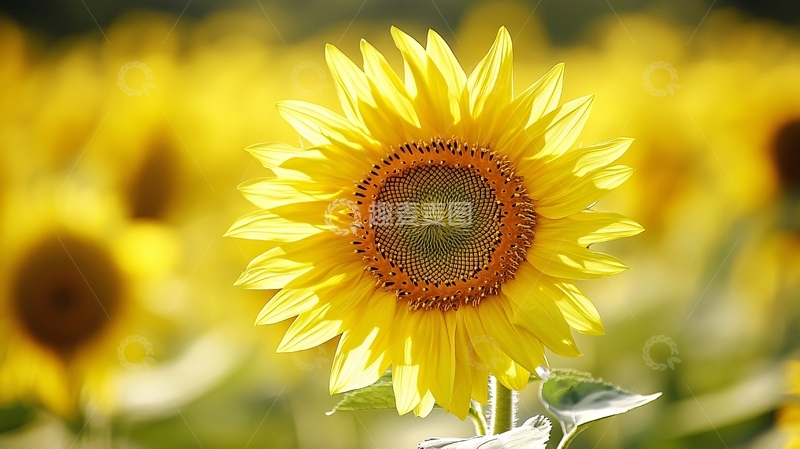 高清大图下载【趣麦麦图】太阳花壁纸1