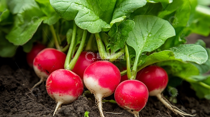 高清大图下载【趣麦麦图】萝卜高清图