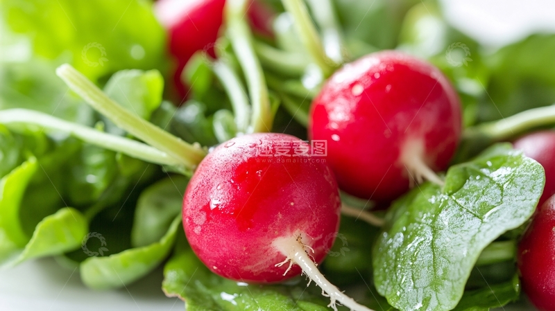 高清大图下载【趣麦麦图】新鲜红萝卜绿叶