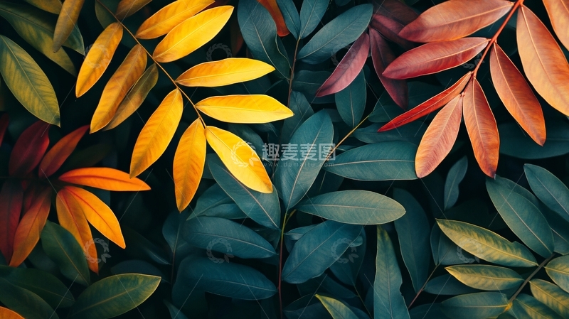 高清大图下载【趣麦麦图】五彩树叶背景实拍